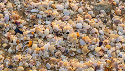 Shore of Black Sea with fragments of seashells on  sand at dawn. Natural background for any design.