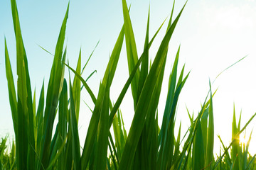 The top of the leek grass densely grows under the white light sky.