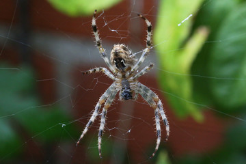 Araignée sur sa toile