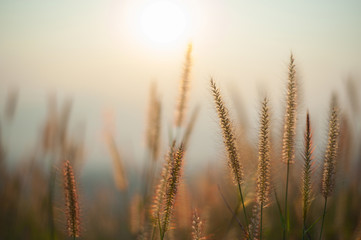 The flower of the grass with sunlight