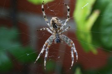 Araignée sur sa toile