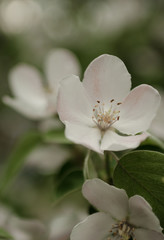 Spring flowering quince tree. Blooming apple tree, closeup photo taken in the afternoon.