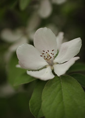 Spring flowering quince tree. Blooming apple tree, closeup photo taken in the afternoon.