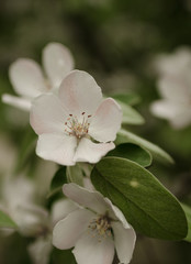 Spring flowering quince tree. Blooming apple tree, closeup photo taken in the afternoon.