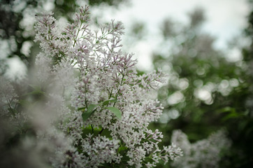 Lush flowering lilac bushes. Blooming lilac very beautiful rich color. Photo lilac closeup and on a blurred background.
