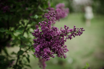 Lush flowering lilac bushes. Blooming lilac very beautiful rich color. Photo lilac closeup and on a blurred background.
