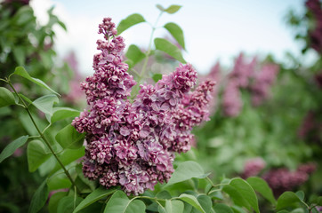 Obraz premium Lush flowering lilac bushes. Blooming lilac very beautiful rich color. Photo lilac closeup and on a blurred background.