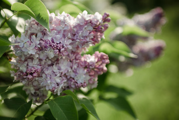 Lush flowering lilac bushes. Blooming lilac very beautiful rich color. Photo lilac closeup and on a blurred background.