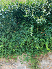 old stone wall overgrown with creeping ivy