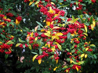 Obraz premium Cotoneaster