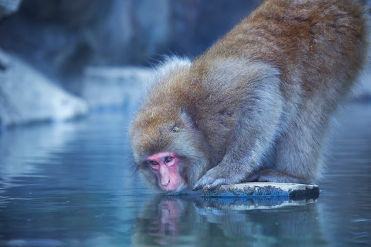 Japanese snow monkey drinking from hot spring in Jigokudani Park