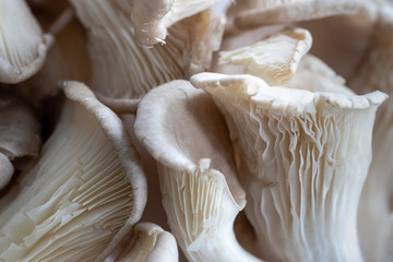 Close Up von Austernpilzen