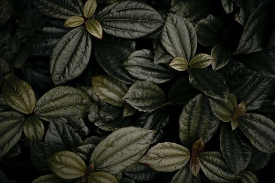 Background of green leaves
