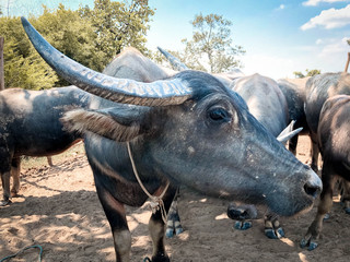Beautiful buffalo in the Thai countryside