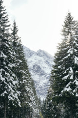 Snow covered fir trees on the background of mountain peaks.