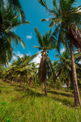Obraz premium Coconut palm trees perspective view