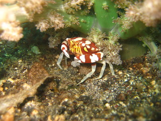 Zebrakrabbe