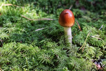 mushrooms in the forest