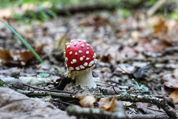 fly agaric mushroom in forest