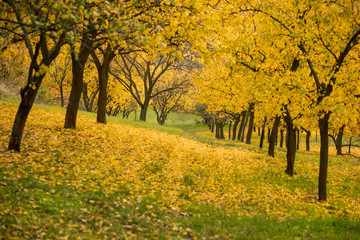 Fototapeta na wymiar Moravian fields in autumn time. Rolling fileds in Czech Republic near Brno.