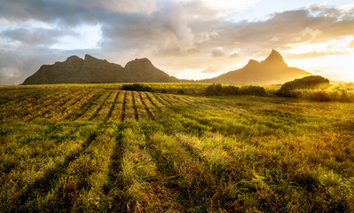 Crops at sunset, Les Trois Mamelles, Mauritius - obrazy, fototapety, plakaty