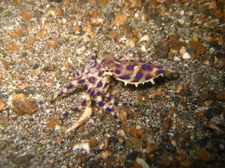 Blauring-Oktopus