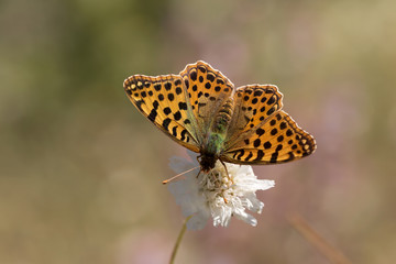 butterfly on flower