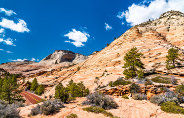 Fototapeta premium Landscape of Zion National Park along Pine Creek
