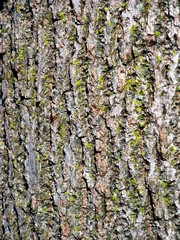 Trunk of black walnut with bright green moss in rough deeply textured bark.