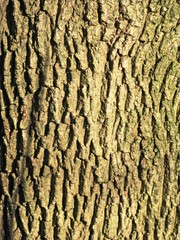Warm spring sunlight on bark of red maple tree with traces of moss.
