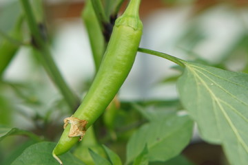 Hot Chilli Pepper Hyper F1 