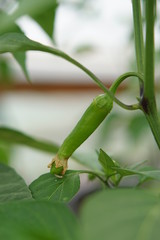 Hot Chilli Pepper Hyper F1 