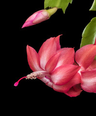 pink Christmas cactus