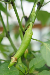 Hot Chilli Pepper Hyper F1 
