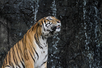 Close up tiger sitdown in front of the waterfall