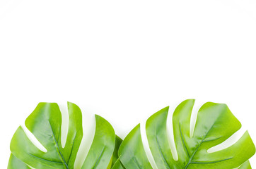 Monstera leaves summer on white background with space for text. Top view.