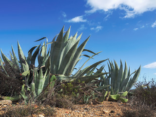 Large agaves (Agavoideae) without inflorescence