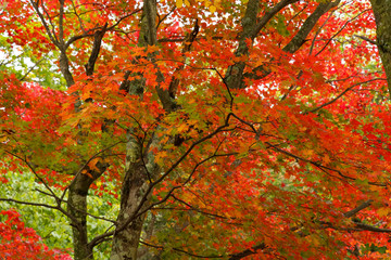 北海道阿寒湖畔