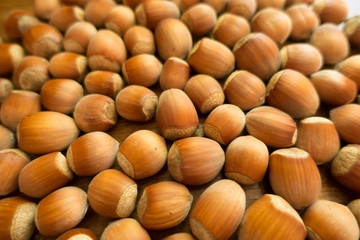 Backdrop - lots of fully ripe unpeeled hazelnuts