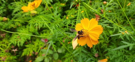 How a honey bee is collecting honey from cosmos flowers.  A very beautiful honey bee is sitting on the flowers.