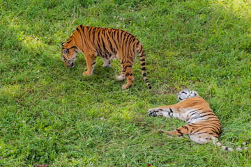 Fototapeta na wymiar Bengal tiger enjoying in a green meadow