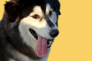 Fototapeta premium A cute and happy medium sized dog with an open mouth and protruding tongue.
