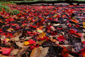 北海道阿寒湖畔