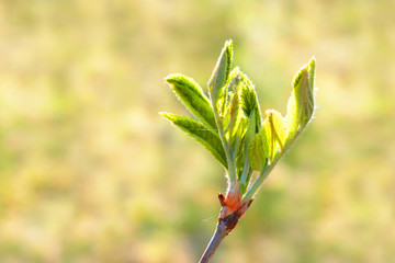 Spring concept, awakening of trees branches, blossoming bud of rowan. Ash tree macro, sunlight