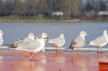 A flock of seagulls sits on a lake in Hamburg