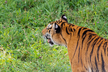 Bengal tiger enjoying in a green meadow
