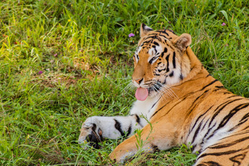 Bengal tiger enjoying in a green meadow