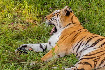 Bengal tiger enjoying in a green meadow