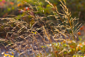 Ziergras Halme im Herbst mit leichten Sonnenstrahl von Hinten.
