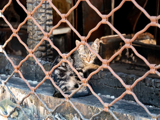 Kitten, Strassenkatze, Street Cat, cat, cat family, Felidos, Felis catus, Gato, katzenjunges, Kedi, kitten, sokak kedisi, street cat, Kätzchen, 